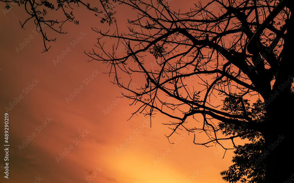 Orange sunset background with tree in silhouette