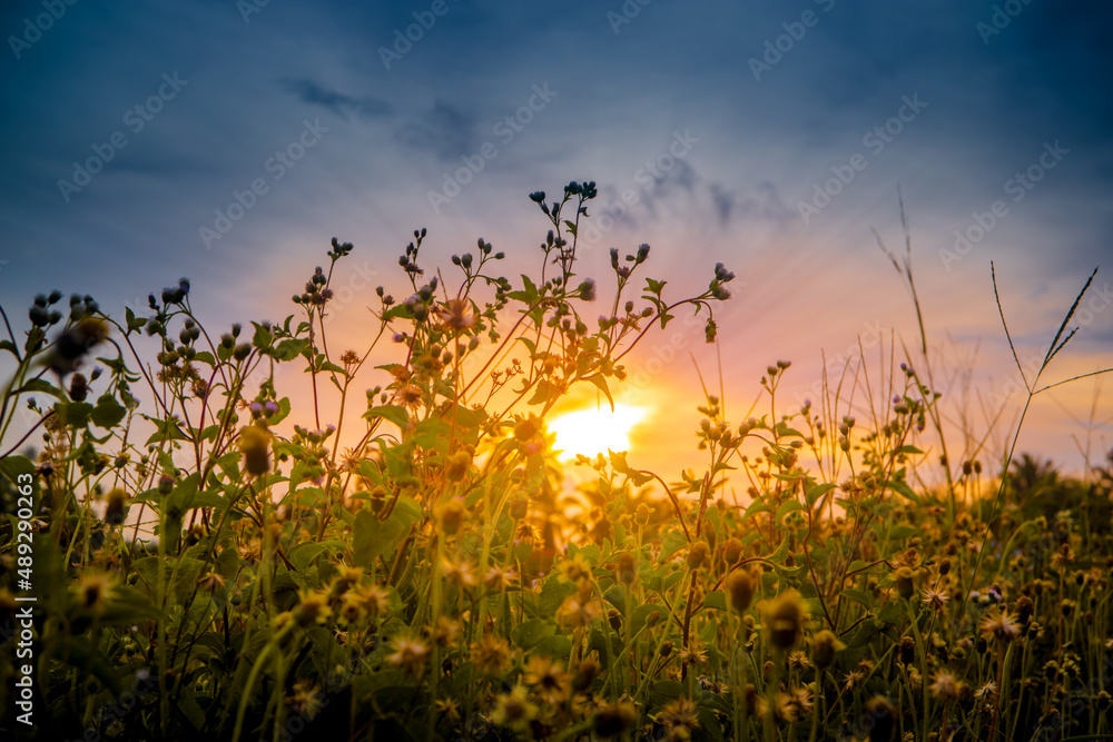 Obraz premium Colorful sunset background with grass in silhouette