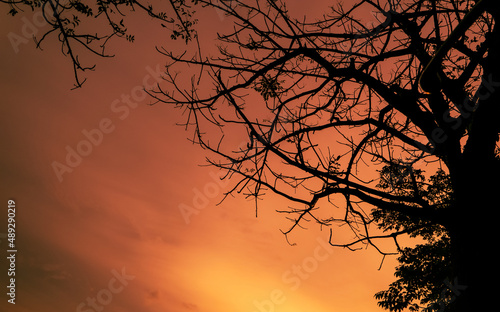 Orange sunset background with tree in silhouette