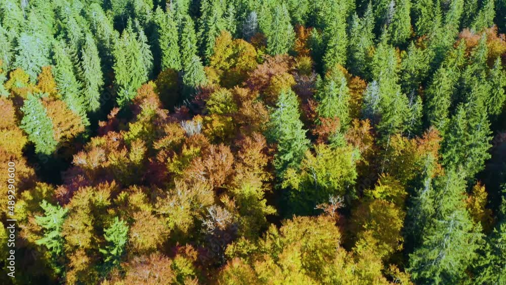 The famous Synevyr lake, a tourist attraction, in the Carpathians, Ukraine, autumn beech and coniferous forest, beautiful mountain landscape. Aerial view drone copter The famous Synevyr lake, a tourist attraction, in the Carpathians, Ukraine, autumn beech and coniferous forest, beautiful mountain landscape. Aerial view drone copter