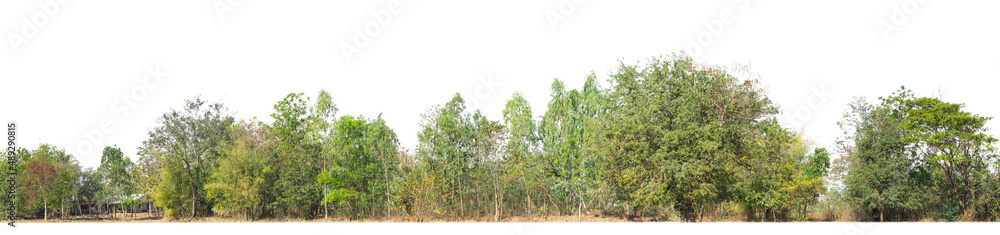 Green Trees isolated on white background.are Forest and foliage in summer for both printing and web pageswith cut path and alpha channel