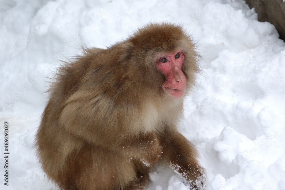 Obraz premium 冬の動物園の動物たち