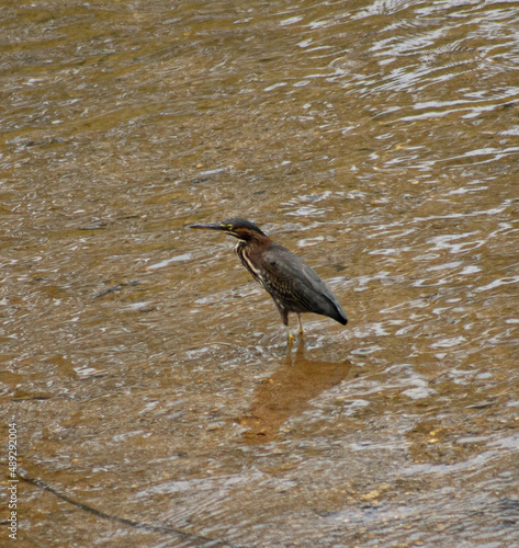 Heron in River Maryland Waterfowl