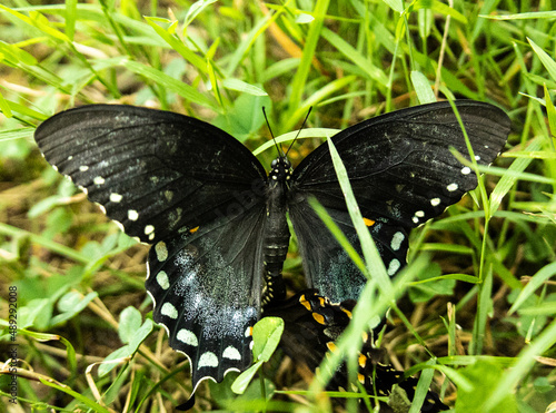 Black Butterfly High Detail Macro Close Up