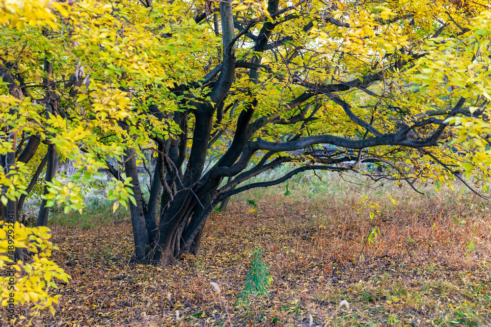 The bodhi tree in autumn