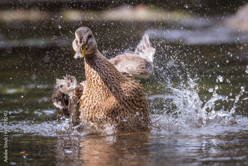 Bild auf Leinwand Canard et splash d'éclaboussures dans l'eau