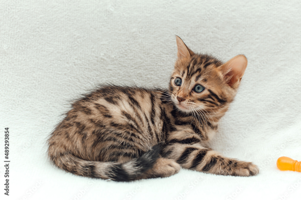 Cute dark grey charcoal bengal kitten on a furry white blanket. Cute dark grey charcoal bengal kitten on a furry white blanket.