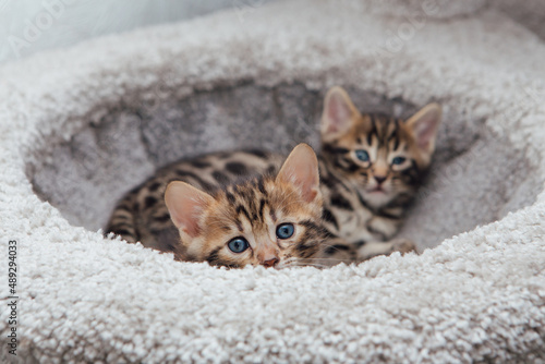 Two young cute bengal cats laying on a soft cat's shelf of a cat's house.