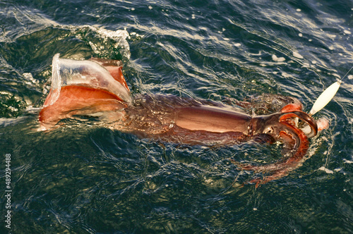A Humbolt Squid shoots water in its defense after being caught off the California coast photo