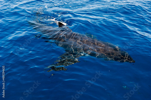 Great White Shark on the surface of the water at Guadalupe island  Baja Mexico 