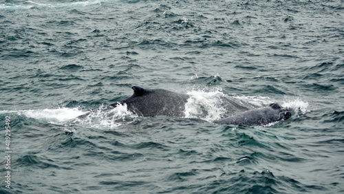Humpback whales in Machalilla National Park off the coast of Puerto Lopez, Ecuador © Angela