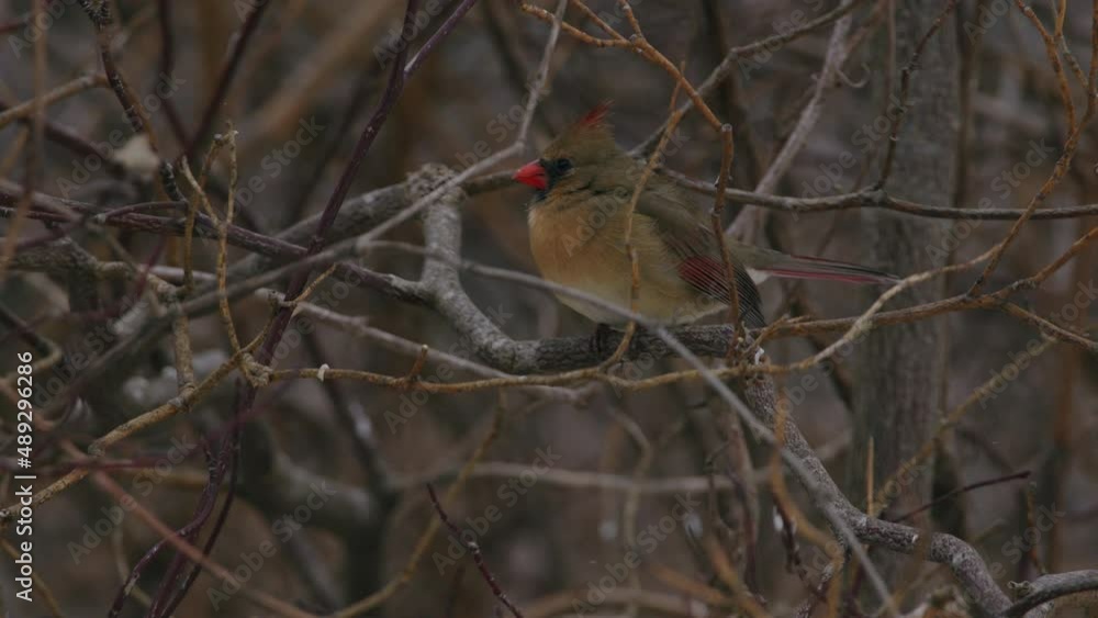 Female Cardinal in bushes during snow Female Cardinal in bushes during snow