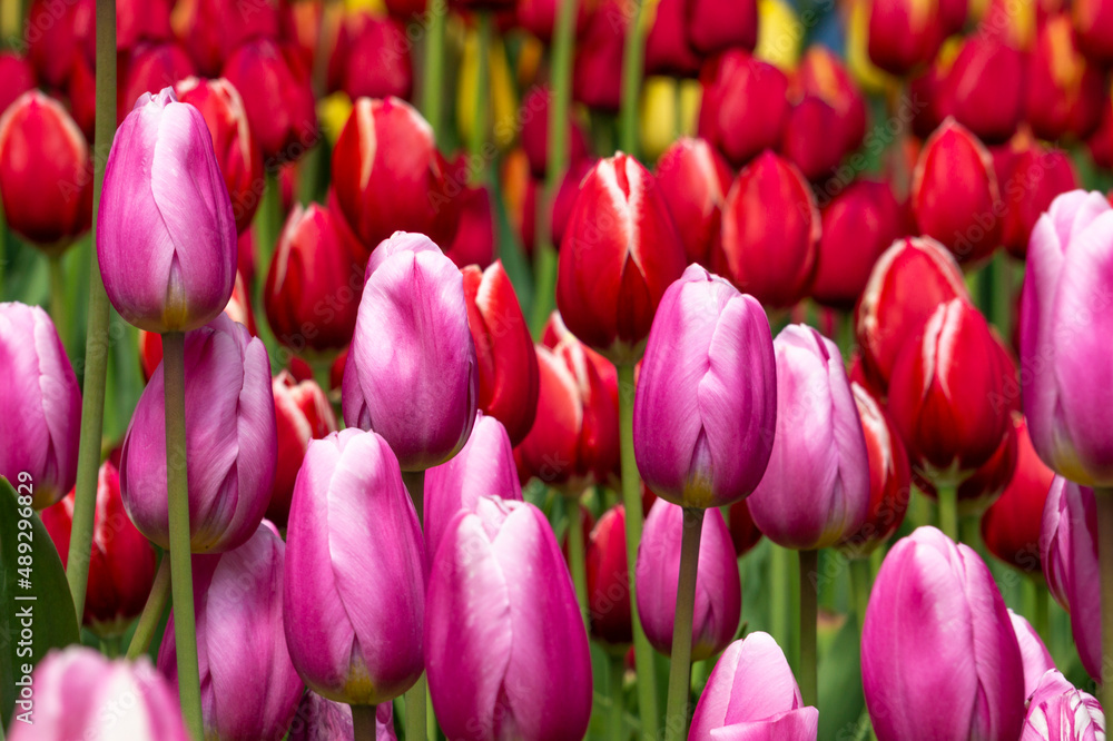 Fototapeta premium チューリップ花壇