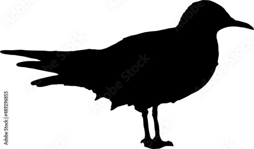 Mouette rieuse posée au sol, silhouette noire fond isolé transparent 