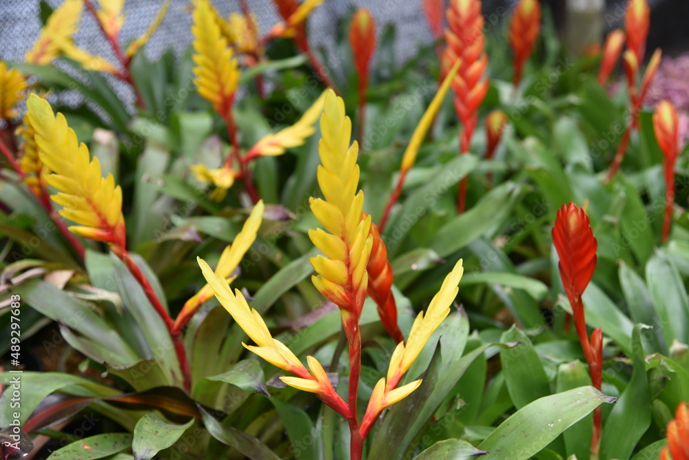 Beautiful blooming flower of Vriesea carinata, Red Bromelia, Bromeliad family Beautiful blooming flower of Vriesea carinata, Red Bromelia, Bromeliad family
