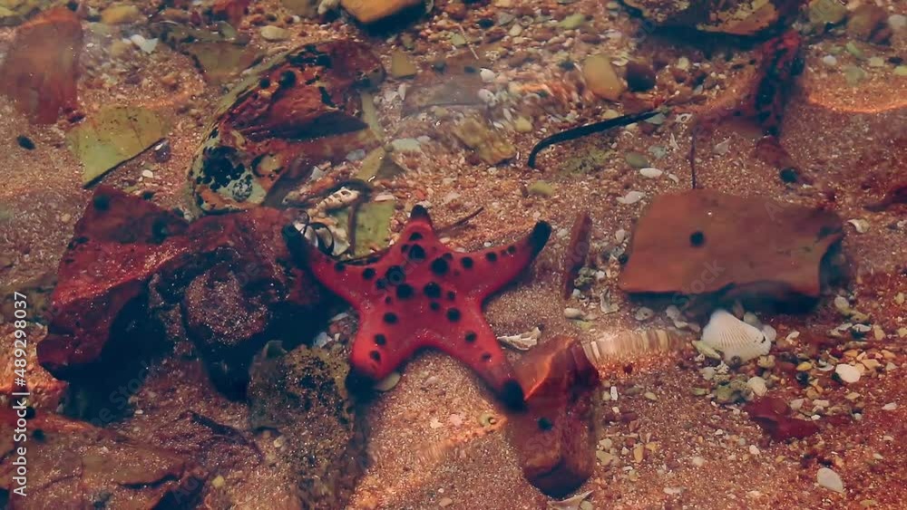 A Protoreaster nodosus or Horned sea star commonly known as or chocolate chip sea star in shallow tropical waters A Protoreaster nodosus or Horned sea star commonly known as or chocolate chip sea star in shallow tropical waters