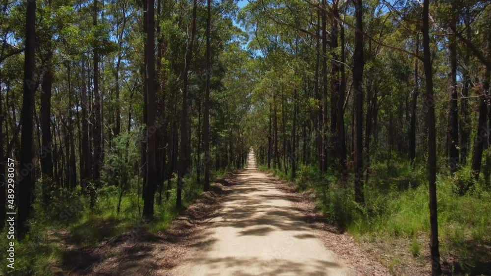 long straight road in forest long straight road in forest