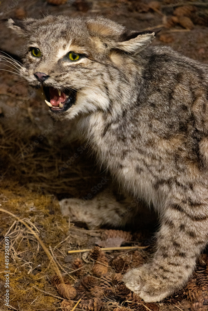 Obraz premium close up portrait of young lynx bobcat growling, teeth and tongue visible, forest floor background