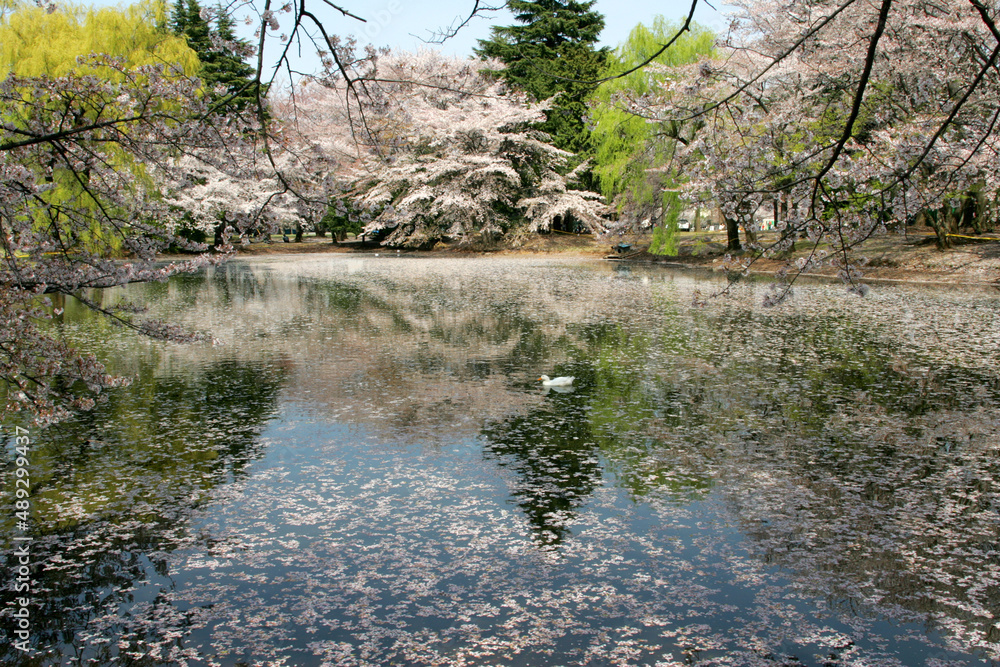 ガーコの花見 ガーコの花見