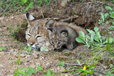 Bobcat taken in central MN under controlled conditions