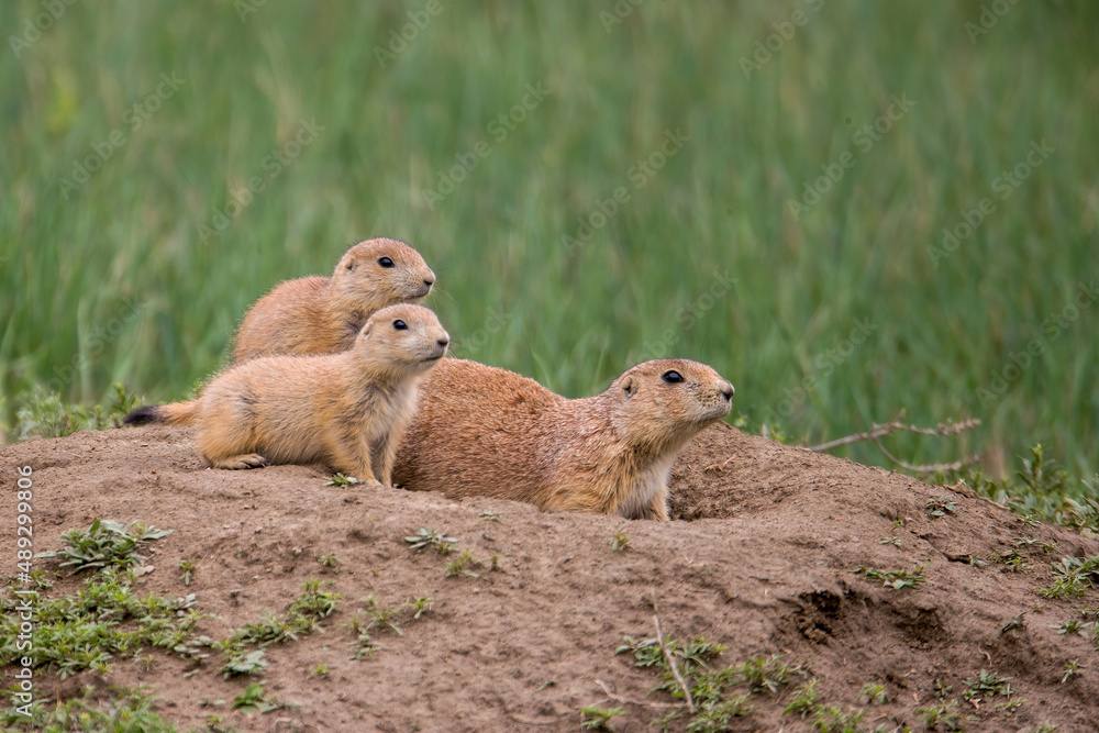 Black-tailed Prairie Dog taken in North Dakota Black-tailed Prairie Dog taken in North Dakota