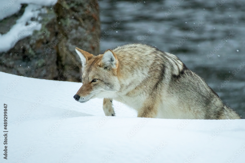 Fototapeta premium Coyote taken in Yellowstone NP