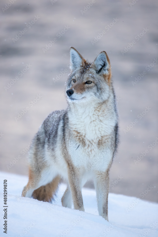 Coyote taken in Yellowstone NP