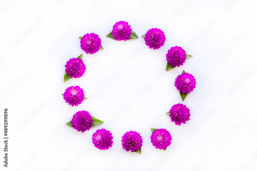 purple flowers globe amaranth local flora of asia arrangement flat lay circle postcard style on background white