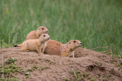 Black-tailed Prairie Dog taken in North Dakota