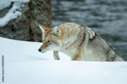 Coyote taken in Yellowstone NP © Stan