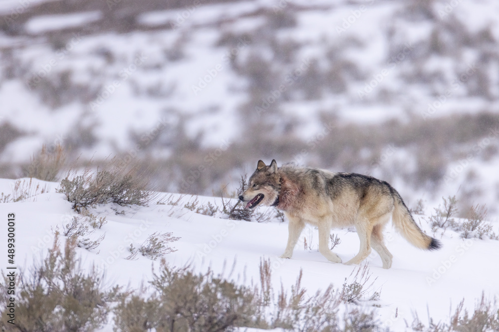 Obraz premium Gray Wolf in snow taken in Yellwostone NP