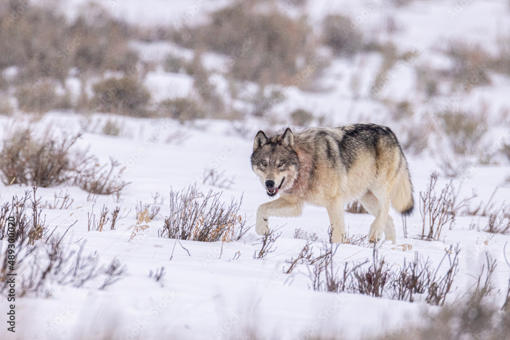 Gray Wolf in snow taken in Yellwostone NP Gray Wolf in snow taken in Yellwostone NP