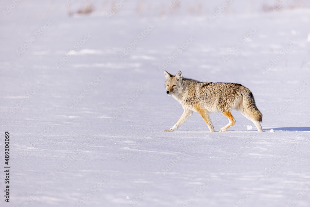 Fototapeta premium Coyote in snow taken in Yellowstone NP