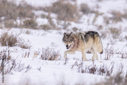 Gray Wolf in snow taken in Yellwostone NP © Stan