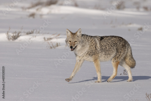 Coyote in snow taken in Yellowstone NP © Stan