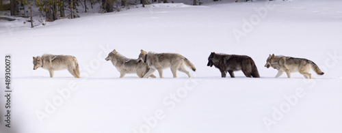 Canvas Print Gray Wolf pack taken in Yellowstone NP