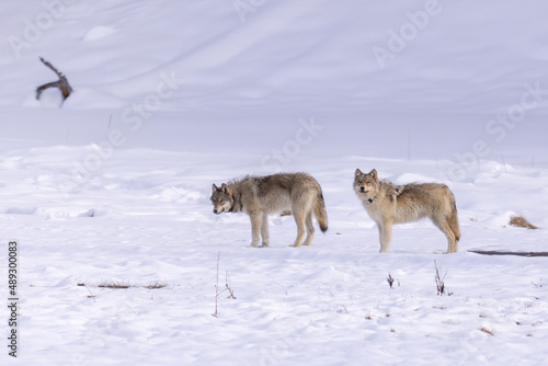 Gray Wolf pair taken in Yellowstone NP