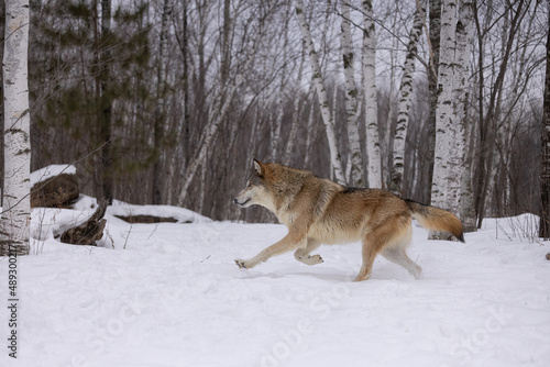 Gray Wolf taken in central MN taken under controlled conditions captive