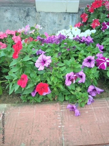 pink flowers on the wall © Farabir