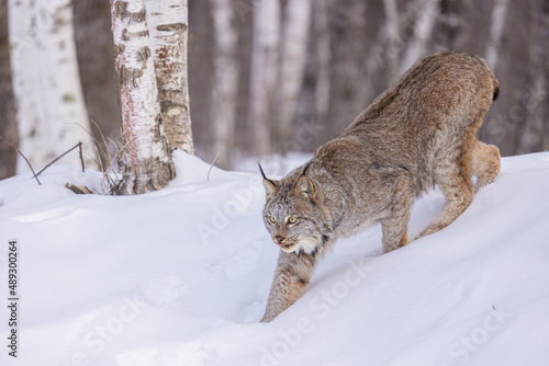 Canvastavla Canada Lynx in snow taken in central MN under controlled conditions captive