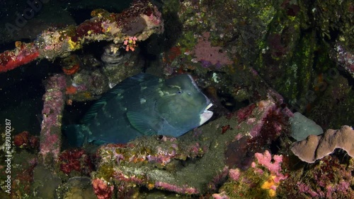 Giant Green Humphead Parrotfish - Bolbometopon muricatum resting at the famous Liberty ship wreck. Underwater night life of Tulamben, Bali, Indonesia. photo