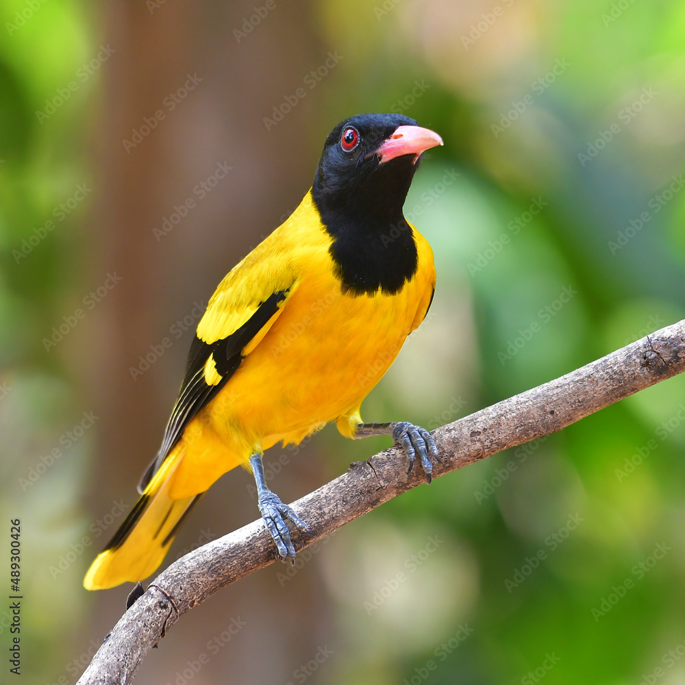 Black-hooded Oriole bird