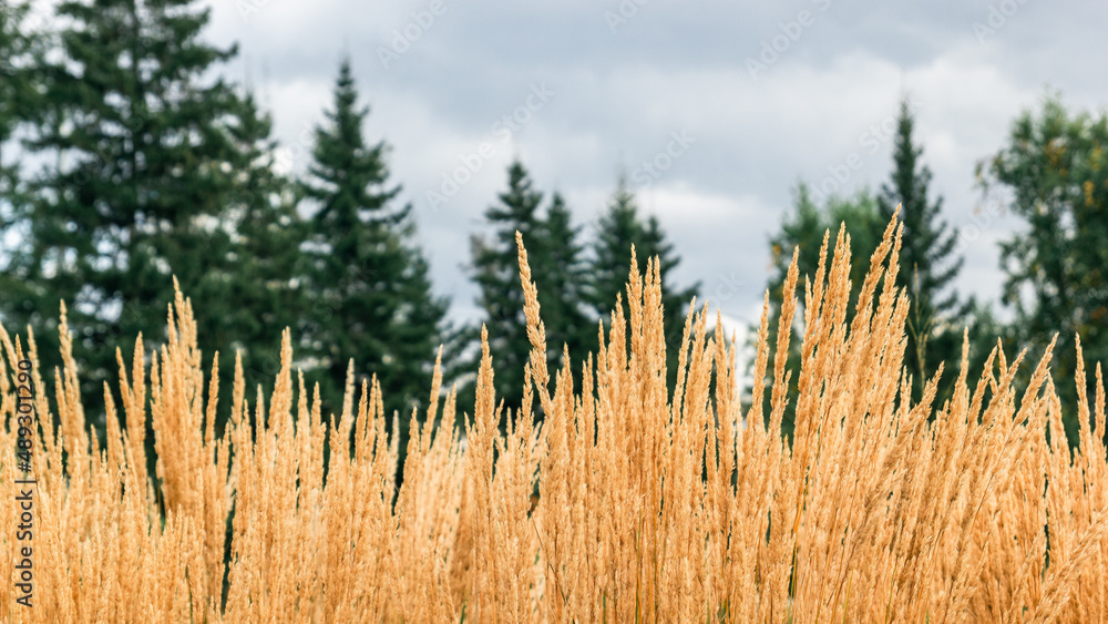Yellow dry ears against the background of fir trees and a cloudy sky Yellow dry ears against the background of fir trees and a cloudy sky