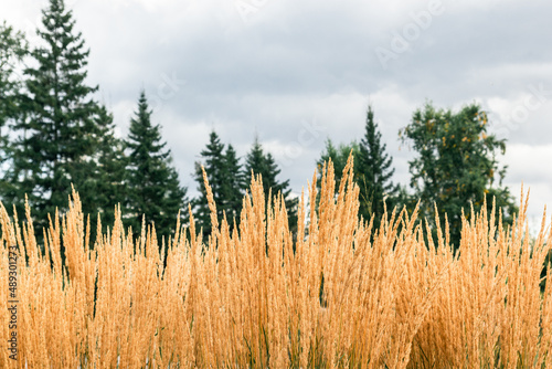 Yellow dry ears against the background of fir trees and a cloudy sky