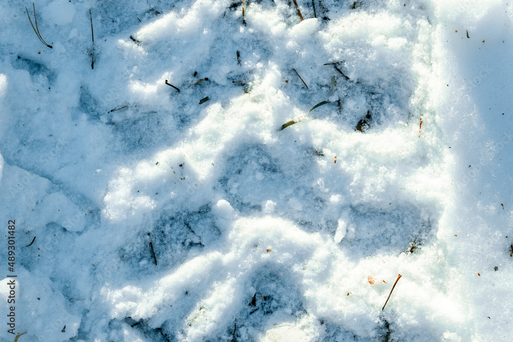 Traces of an ATV in the snow on a sunny day in the forest.