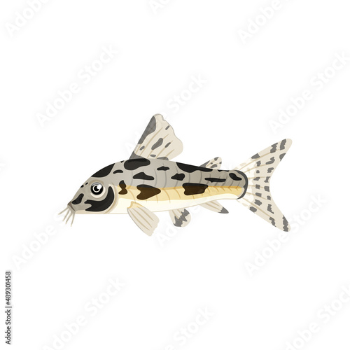 Aquarium catfish,single illustration of freshwater fish in realistic cartoon.