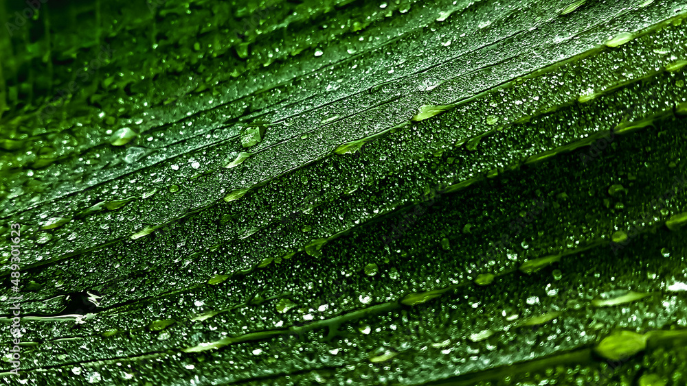 Raindrops on a banana leaf after rain dark photograph. Raindrops on a banana leaf after rain dark photograph.