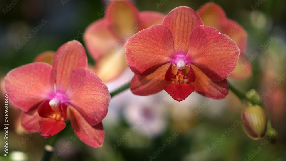 Phalaenopsis aphrodite is a species of orchid found from southeastern Taiwan to the Philippines. Phalaenopsis aphrodite is a species of orchid found from southeastern Taiwan to the Philippines.