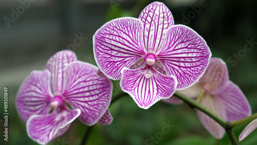 Phalaenopsis striped orchid in bloom with bokeh background.