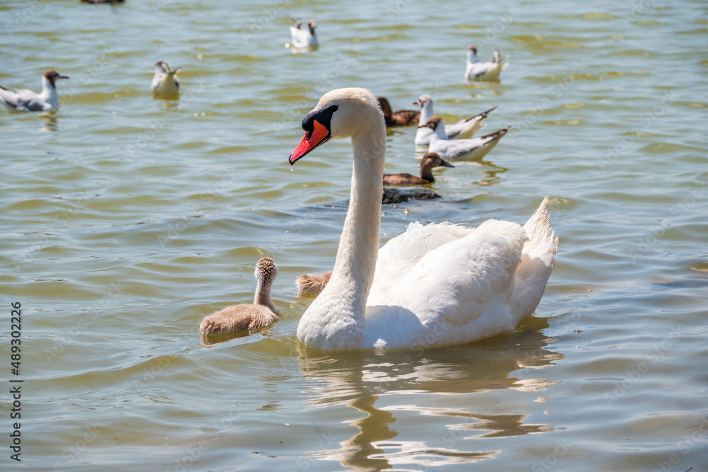 Fototapeta premium A female mute swan, Cygnus olor, swimming on a lake with its new born baby cygnets. Mute swan protects its small offspring. Gray, fluffy new born baby cygnets.